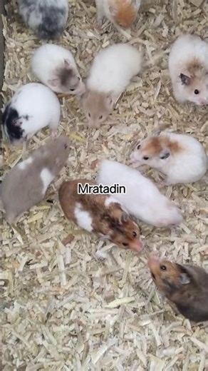examples of good male hamsters for breeding #hamsters