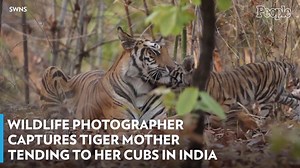 Wildlife Photographer Captures Tiger Mother Tending to her Cubs in India