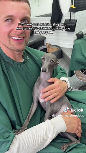 Barbershop Italian Greyhounds: One Social, One Shy