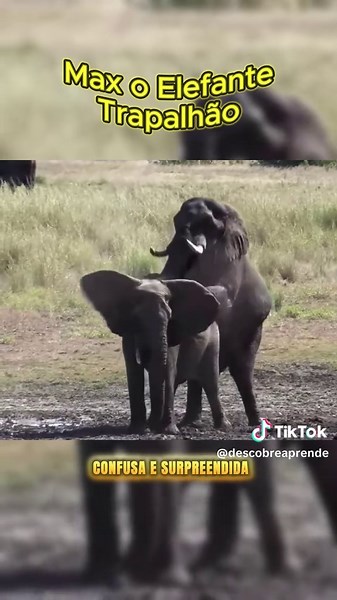 🐘 Curiosidades da Natureza: Max o Elefante Trapalhão 🐘💫 #animais #curiosidades #animaisnotiktok