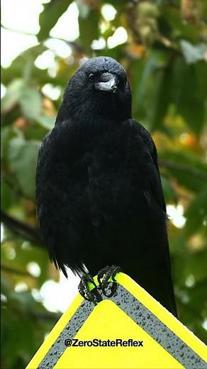 Some Crows Have Damaged Beaks. 🥲 #crow