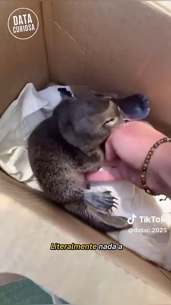 ¿Por qué los científicos pensaron que este animal era falso? 🦆😳 #Ornitorrinco #AnimalesRaros #VidaSalvaje #Naturaleza #animals