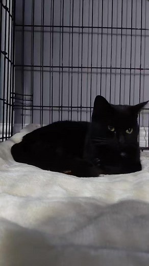 Reunion went well 💕 kittens feeding and mummy washing them and toileting them :) Ignore cowbag Matilda in the background grumbling because Raisin went near her lol 😆 If anybody can send in a donation for this little family it would be much appreciated 🙏 x | Louise Fowler