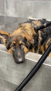 355K views · 21K reactions | Bathing My Dramatic German Shepherd  Its bath time for Onyx my 6 month old long coat German Shepherd puppy! He had quite a bit to say during his bath but he was overall a good boy! How do you guys think he did?! #dog #puppy #germanshepherd #longcoat #longcoatGSD #puppybath #grooming #funnydogvideo | Jade the Sable GSD | Facebook