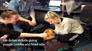 WATCH: A puggle in a Christmas jumper has been helping to calm stressed medical students. Meet Toby! More: http://bit.ly/2BQMuXv #pugglecuddles | STV News