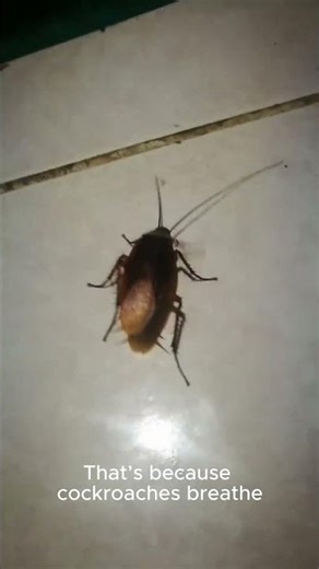 DID YOU KNOW THIS ANIMAL CAN LIVE WITHOUT ITS HEAD? 😱 #cockroachfacts