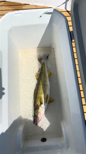 24” walleye pickerel fish caught on Lake Huron downrigger trolling