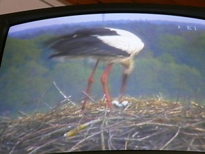 Die Storchencam