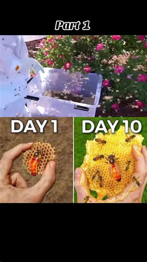 Raising 10,000 Bees🐝( in my home 🏠) Part 1 #bees #ecosystem #nature #drplants