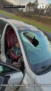 726K views · 6.5K reactions | What began as a typical drive to work spiraled into the unexpected when a bald eagle dropped a cat from its grasp, sending it crashing through the windshield of a 28-year-old North Carolina woman's car. Click the link to read more: https://bit.ly/4ihVLg0 | WLOS ABC 13 | Facebook