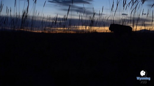 The National Wildlife Federation's Tribal Partherships Program just added 5 male bison to the Wind River Reservation bringing the current herd size to 28. This marks the third release on Wind River since November 2016. | Wyoming PBS