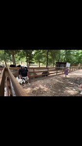 The broken cow | Ima Survivor Donkey and Farm Animal Sanctuary