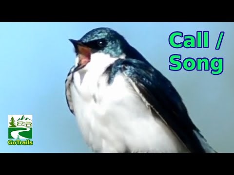 Tree swallow bird call / song / sound
