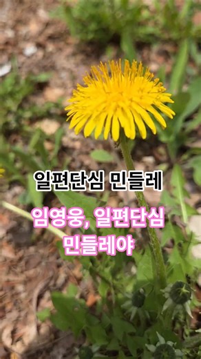 일편단심 민들레