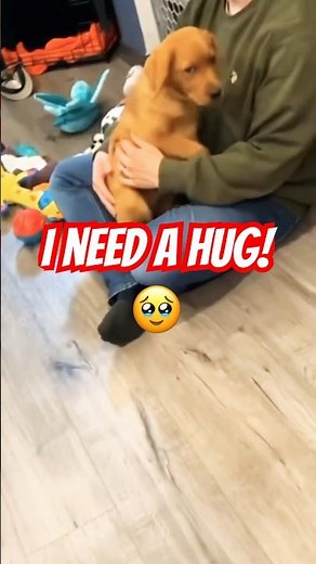 Sweet Yellow Lab Requests a Hug