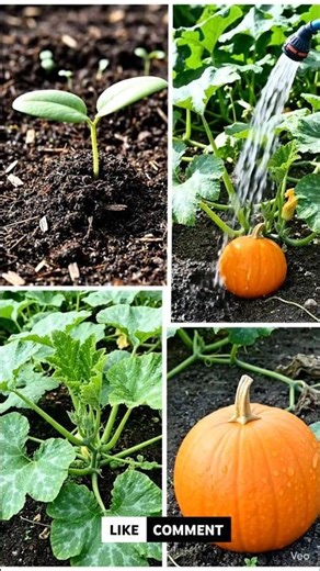 हवा में लटकेंगे कद्दू! 🎃 Vertical Pumpkin Farming का जादू 🔥 #shorts #farming #agriculture #vegetable