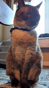 2.6K views · 426 reactions | right foot two stomps, left foot two stomps slide to the left, slide to the right criss cross, criss cross, cha cha real smooth Chewy Bear  | Champy Pants The Blind Siamese Kitty | Facebook