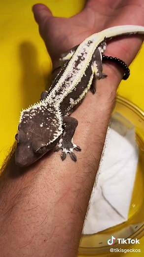 $20,000 Lilly White Axanthic Gecko - Rare Crested Gecko Mutation