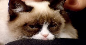 Cats see the world in an entirely different light — but you knew that