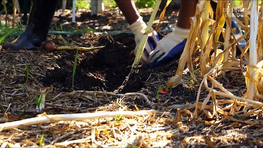 How the US' biggest garlic producer survived the fall of American garlic