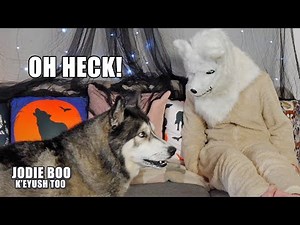 Surprised My Husky With Wolf Mask! He’s Shocked!
