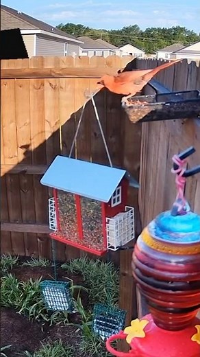 🪶 Red Cardinal at Bird Feeder – Funny Backyard Bird Cam @NatureStalker_