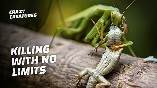 Camouflage, Speed, and Death: The Mantis at Work