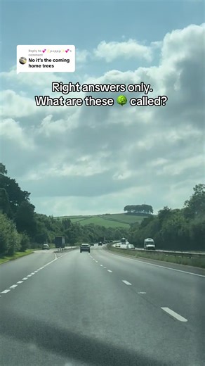 Understanding Types of Trees: Common Names and Varieties