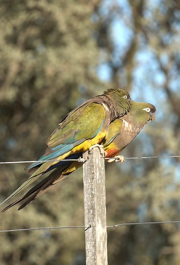 Loros Barranqueros: Aves del Espinal Bonaerense