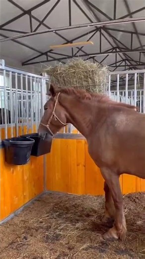 European Horse Stalls with Elevated Hay System | Premium Feeding Solutions in Action - DB Stable