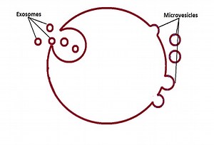 Do Animal Cells have Vesicles? Formation and Function