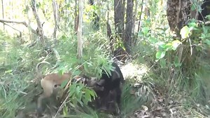 This is Dave, an Australian pig hunting dog he weighs 38kg and is fast and agile. Watch the boys and their team of dogs travel the great Australian outdoors in search of the best Hunting and Fishing experience they can find. See more at www.hogsdogsquads.com.au Hogs Dogs Quads www.gameontv.com.au for the full episode and MORE! | Video Hunts