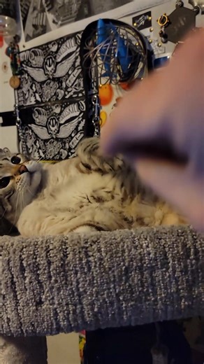 #wallethecat #walle #catsoftiktok