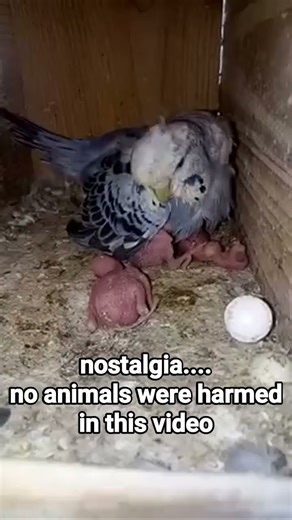 parakeets breeding #shorts #shortvideo #parakeets