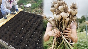 The Art of Harvesting Massive Garlic Yields Efficiently