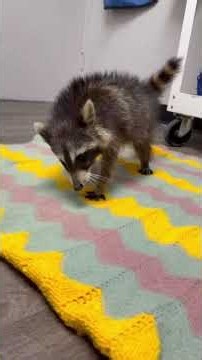 The rescue of an extremely sick Raccoon.