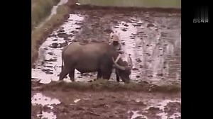 七八十年代农村生活的珍贵视频，统计下经历过的有多少