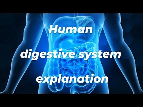 Human digestive system explanation 7th class