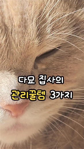 소후당 on Instagram: "고양이 키우면서 최대 고민 3가지👇 😾 싸움 😿 예민함/스트레스 🚰 음수량 🌿 펫레미디 진정 스프레이(1/5일 마감) 🧠 뇌가 “지금 안전해”라고 인식하게 도와주는 원리! 영국에선 수의사들이 병원에서도 사용하고 해외에선 펠리웨이랑 양대산맥으로 불려요🐱 💧 포링클린 제주 용암해수 미네랄 3종(1/10일 마감) 제주 용암해수 미네랄 베이스 흑당이가 눈에 띄게 달라졌던 제품. 자극 없이 데일리 관리용으로 좋아요👍🏻 🚰 퓨어나인 급수기(1/7일 마감) 고양이/ 강아지 몸에 적합한 자동 알칼리수 변환 특허 물입자가 작아서 목넘김 편해서 선호도 업✔️ 필터 없이 유지비 걱정도 없어요✨️ 고양이 집사는 👇 😌 스트레스 ✨ 피부 💧 음수량 이 세 가지만 챙겨도 관리 난이도 확 내려가요📉 댓글에 관리 남겨주시면 최저가 링크 보내드릴게요💕"