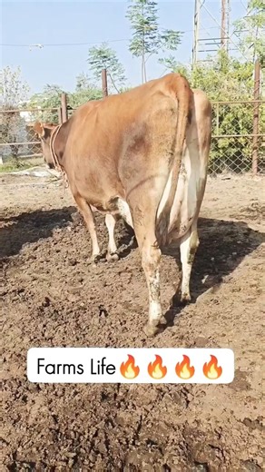 The Beauty of Jersey Cows: My Dairy Farm Life 🐄✨ #india #dairypure #worldmilkday