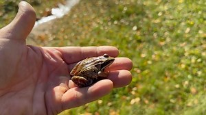 🌲🐸 Ever wonder what happens to leopard frogs and salamanders when forests are sprayed with chemical herbicides? These little creatures aren’t just background noise in the woods — they’re key indicators of ecosystem health. 🧬 Amphibians breathe through their skin, which makes them super sensitive to chemicals in their environment. A single spray season can alter their habitat, disrupt their food sources, and even affect entire populations. 👉 Should amphibians be better protected when forestry