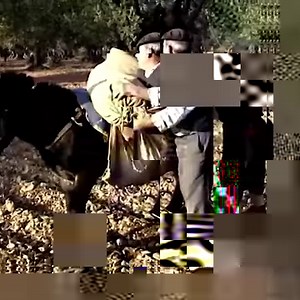 76K views · 2.2K reactions | Centennial olive trees and the extraction of virgin oil 㮝 | Eugenio Monesma Documentaries | Facebook