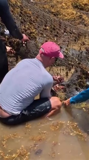 On June 18, 2025, Dolphin Research Center rescued, treated and released a manatee mother and her calf, in coordination with the MyFWC Florida Fish and Wildlife (FWC) in Marathon, FL. The adult female manatee was found with fishing line tightly wrapped around her right pectoral flipper. The line had cut deep into her flesh—more than an inch deep—posing a severe risk to her health. Her calf stayed by her side throughout the rescue. Dr. Scott Gearhart, Dolphin Research Center’s full-time on-staff v