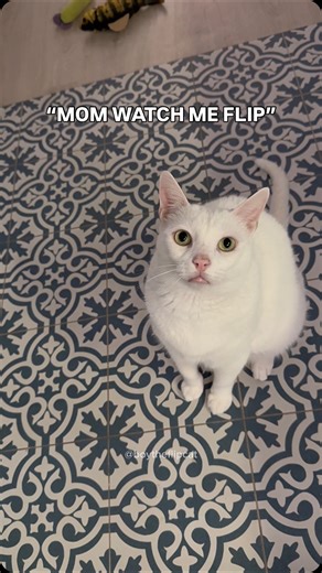 Boy the Flip Cat 🤸🏼 | The only interruption I welcome with open arms 🤍 #cats_of_instagram #funnycat #gato #catlife #frontflip #cattricks #viralcat #catvideos... | Instagram