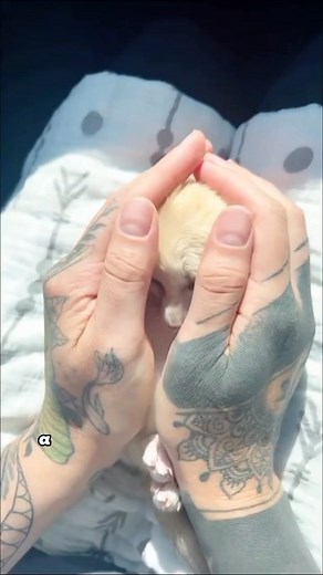 The Fennec Fox Refuses to Leave Home#shorts #animals #fox #friendship #cute | Loveable Stories