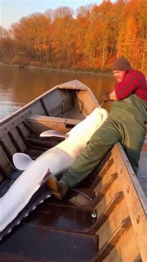 🌞 Early Autumn Sunny – 200KG Beluga Sturgeon 🐟