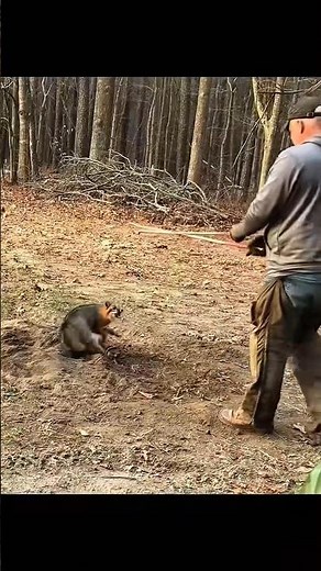 A beautiful moment of catching a fox using traditional hunting tools.#hunting#chase#foxhunting#hunt