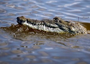 Why Do American Alligators Attack People, but Crocodiles Don’t?