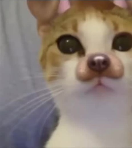 silly cars TikTok'ta