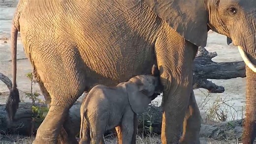 On safari at Djuma, a rare sight unfolds as a short trunk elephant appears alongside her herd — and she’s raising twin calves! Witness this extraordinary family moment in the wild where survival and strength shine. #DjumaSafari #ElephantTwins #WildlifeMoments | Ellen Roman